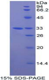 GRB2关联结合蛋白3(GAB3)重组蛋白,Recombinant GRB2 Associated Binding Protein 3 (GAB3)