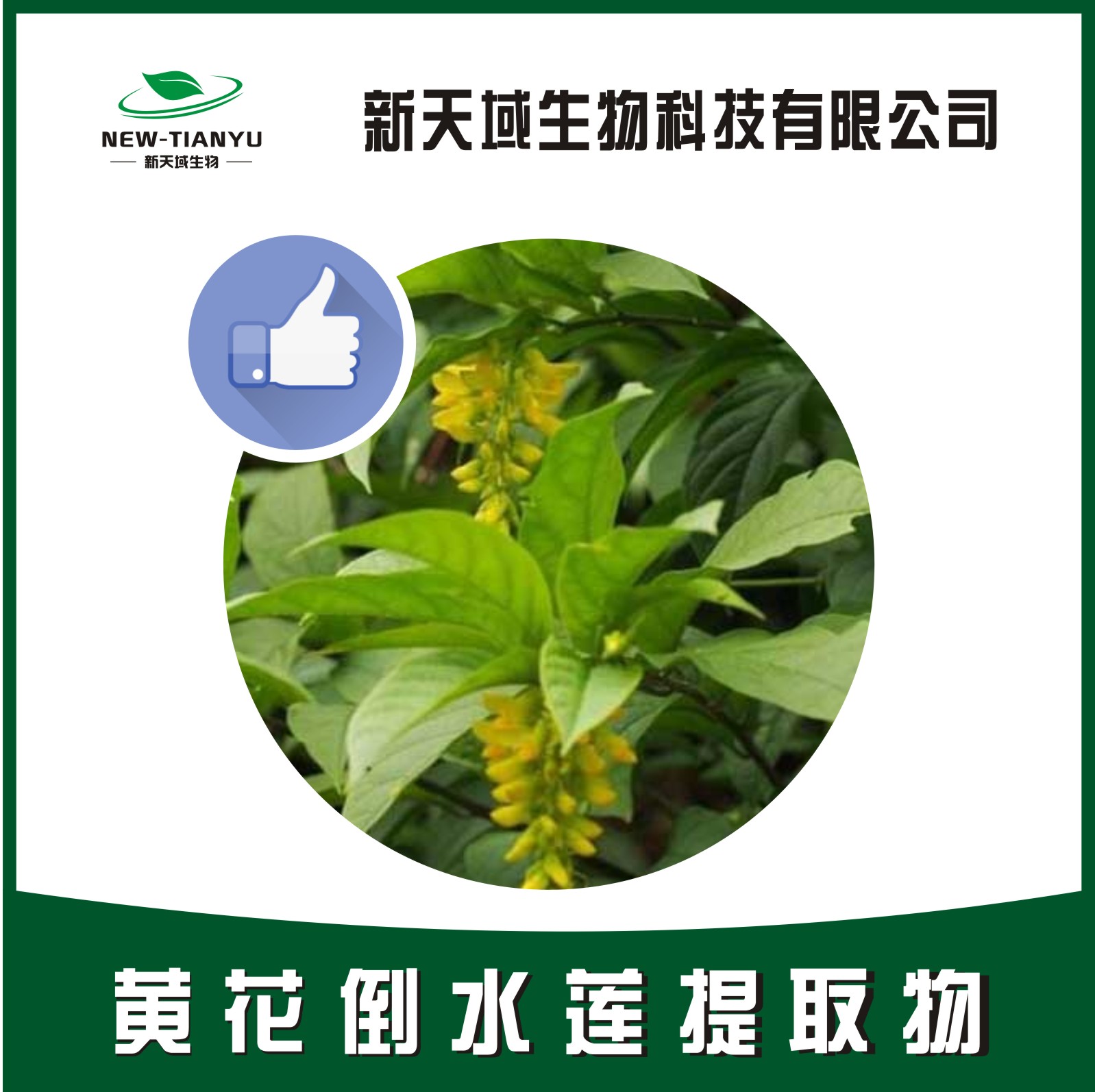 黄花倒水莲提取物,Radix Polygalae Fallacis。