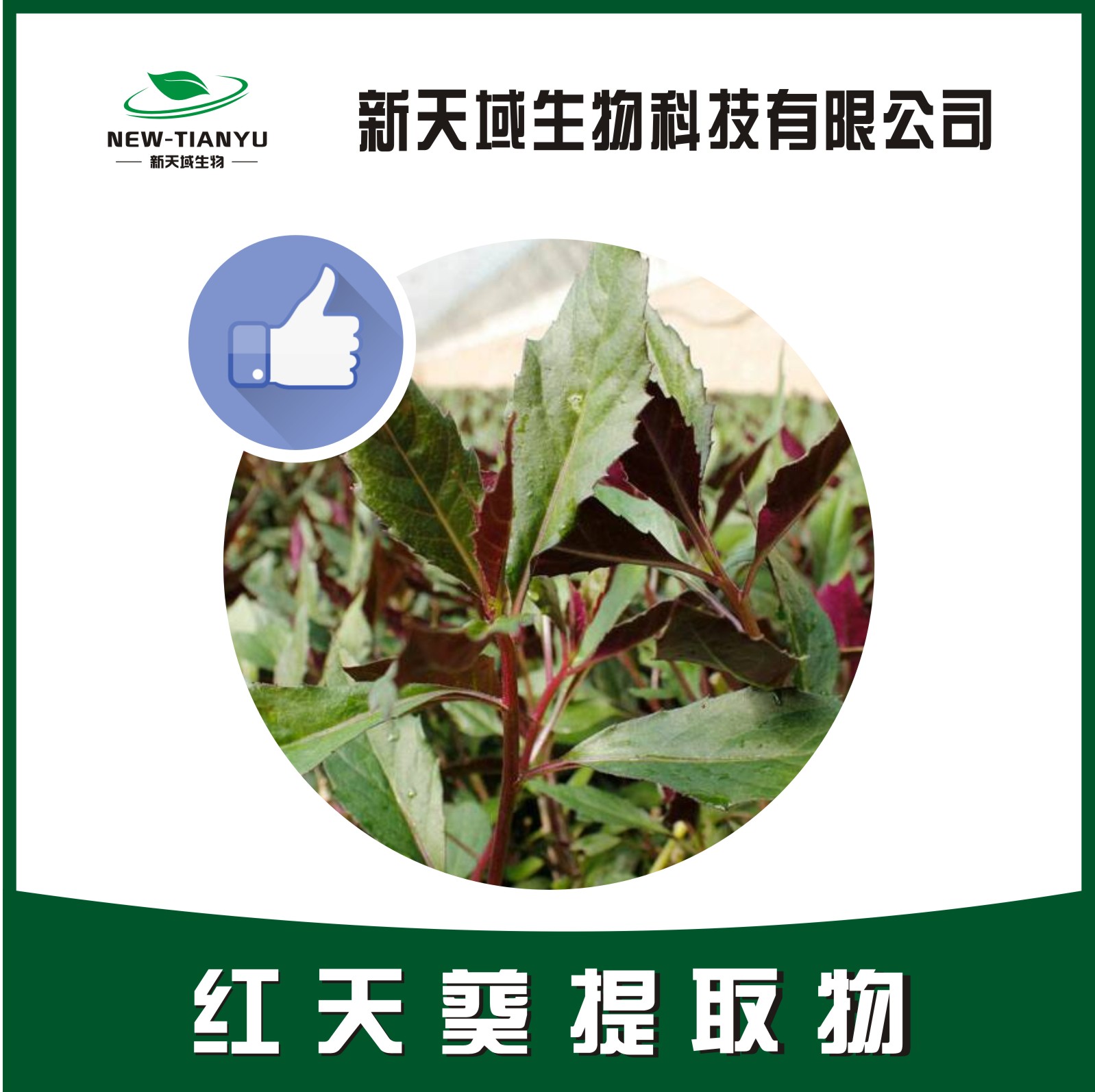 红天葵提取物,Folium Begoniae Fimbristipulae。