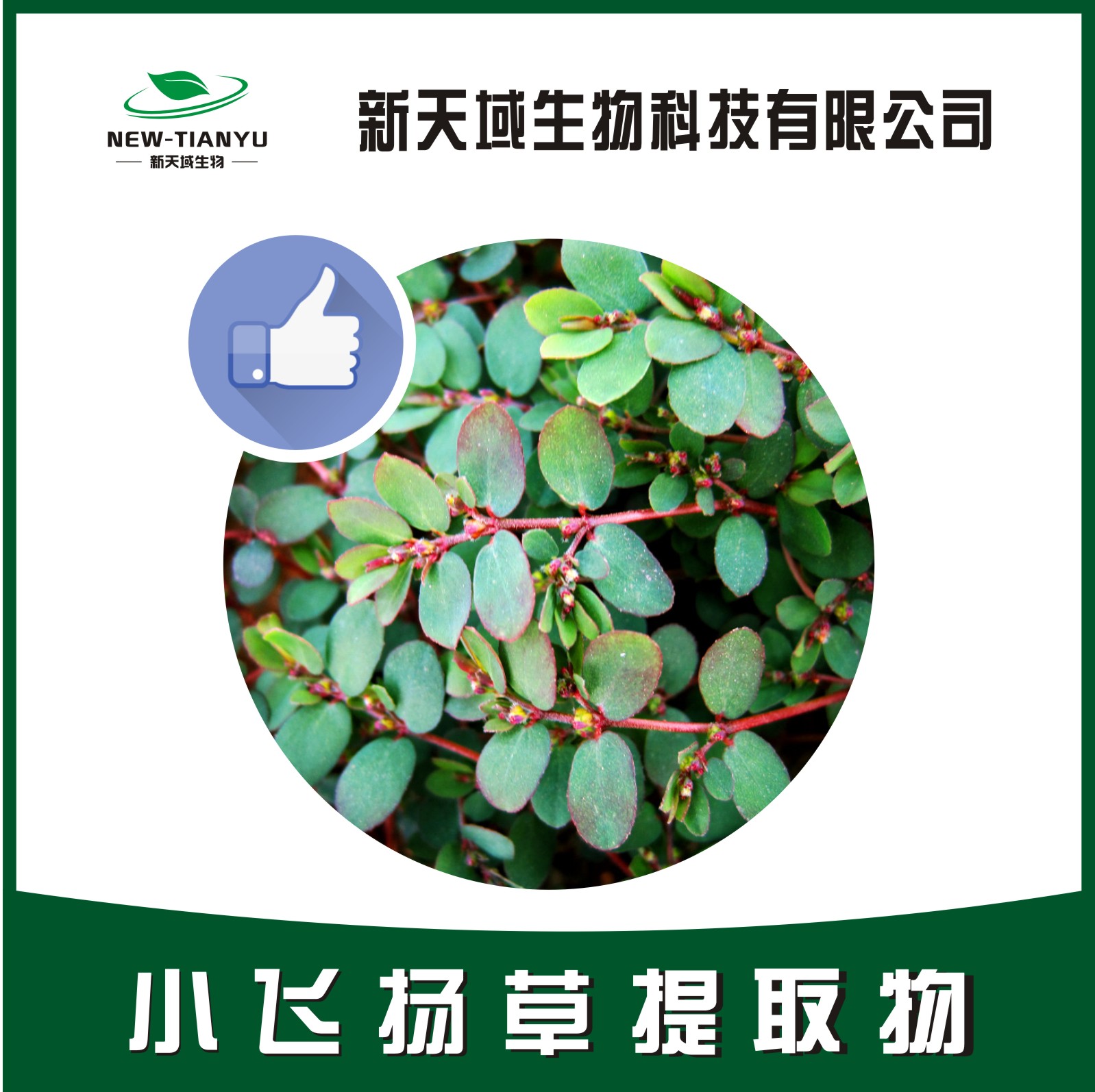 小飞扬草提取物,Thymifoious Euphorbia Herb