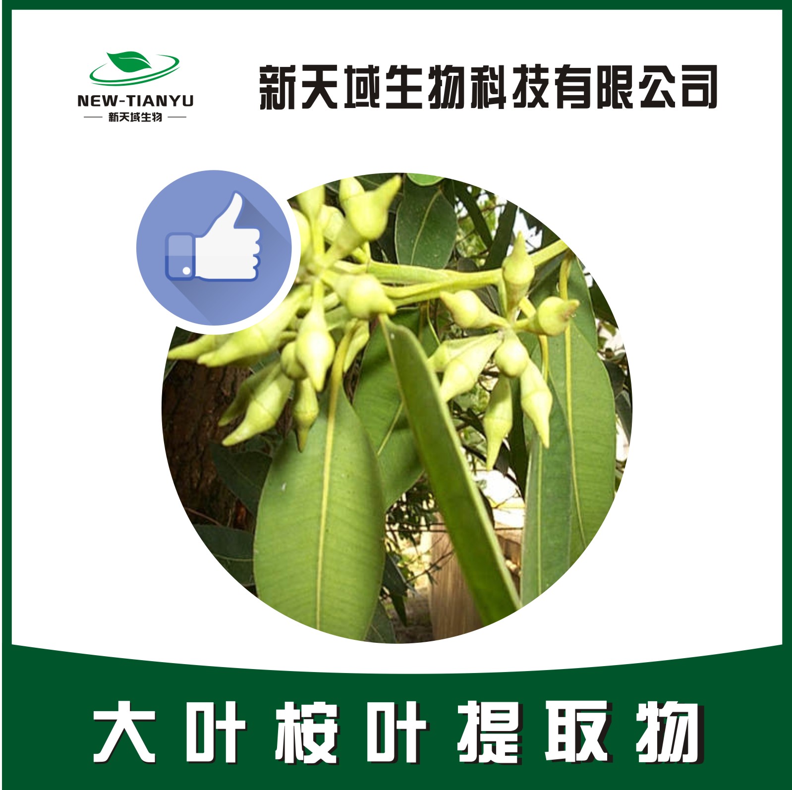 大叶桉叶提取物,Folium Eucalypti Robustae。