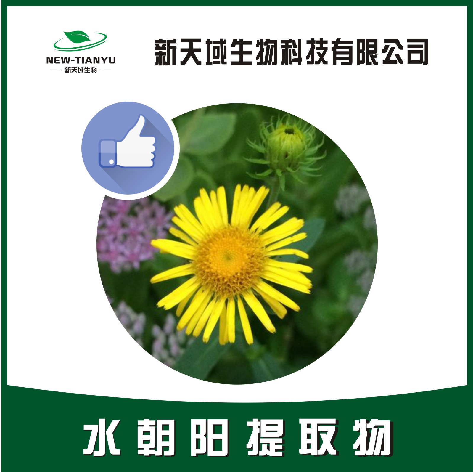 水朝阳提取物,Aquatic-Sunflower Inula Flower