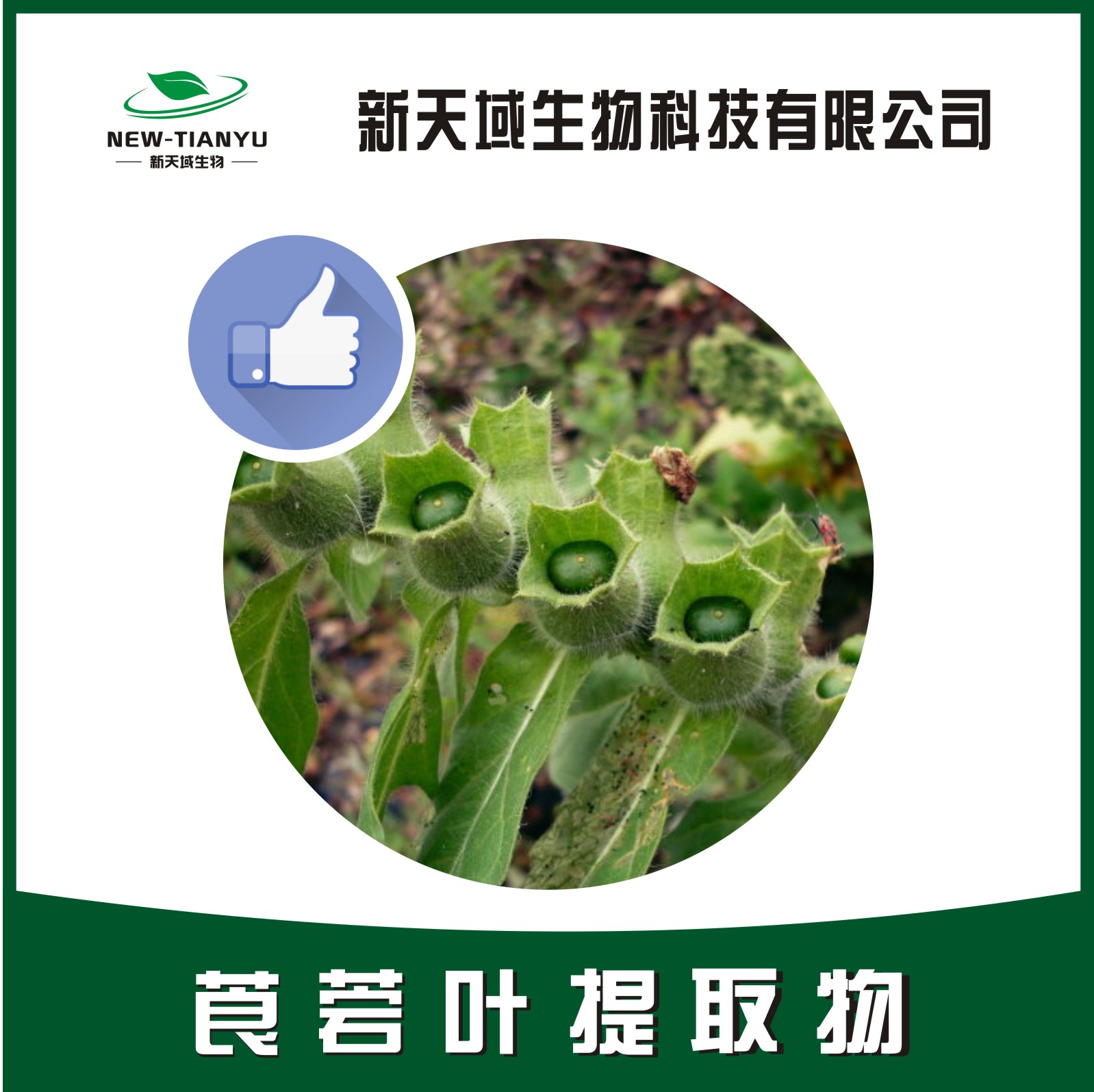 莨菪葉提取物,Leaf Of Black Henbane。