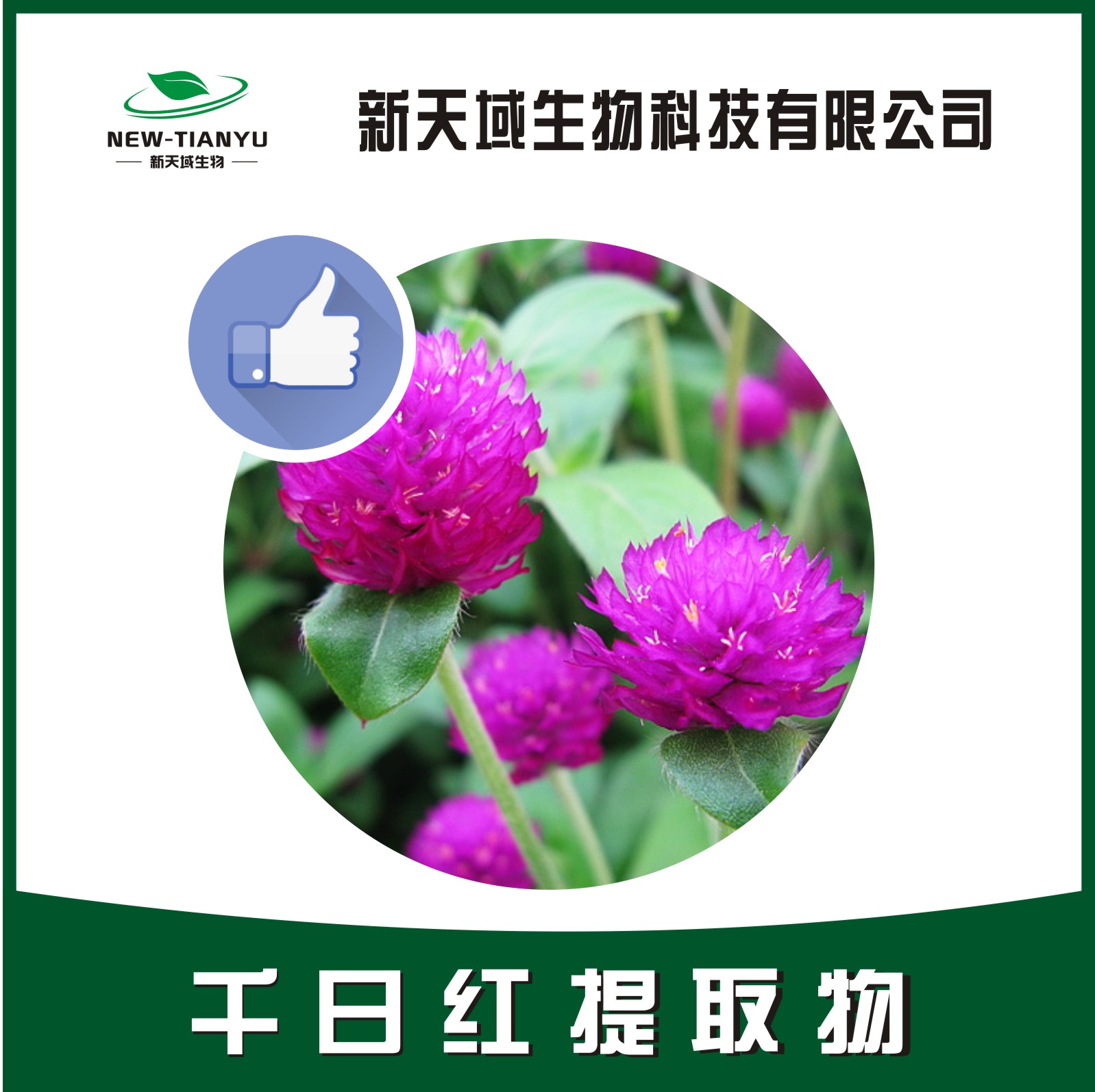 千日紅提取物,Flos Gomphrenae。