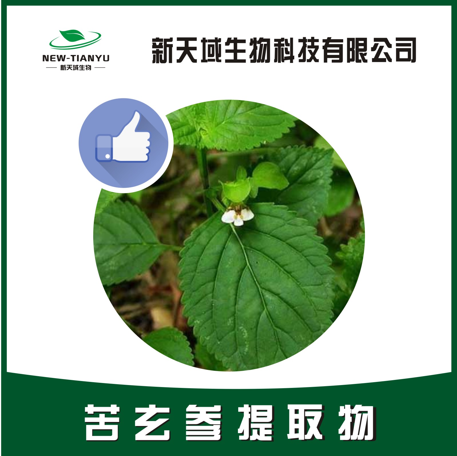 苦玄参提取物,Picriae Herba。