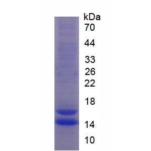 FK506结合蛋白1A(FKBP1A)重组蛋白