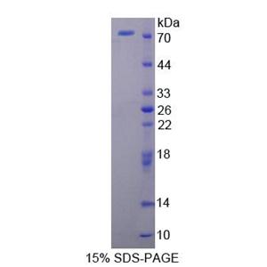 FK506结合蛋白4(FKBP4)重组蛋白,Recombinant FK506 Binding Protein 4 (FKBP4)