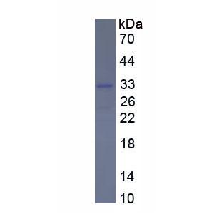 FK506结合蛋白8(FKBP8)重组蛋白