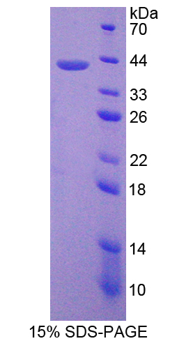 G蛋白β2(GNb2)重组蛋白,Recombinant G Protein Beta 2 (GNb2)