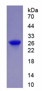 G蛋白β亚基样蛋白(GbL)重组蛋白,Recombinant G Protein Beta Subunit Like Protein (GbL)