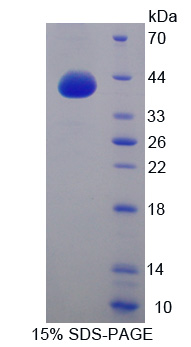 G蛋白γ8(GNg8)重组蛋白,Recombinant G Protein Gamma 8 (GNg8)