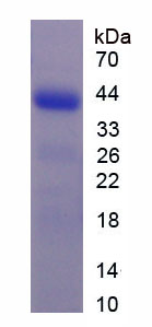 G蛋白偶聯(lián)受體35(GPR35)重組蛋白,Recombinant G Protein Coupled Receptor 35 (GPR35)