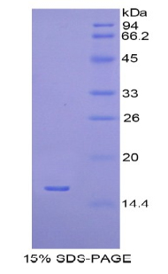 H2A组蛋白家族成员J(H2AFJ)重组蛋白,Recombinant H2A Histone Family, Member J (H2AFJ)