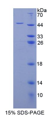 H2A组蛋白家族成员X(H2AFX)重组蛋白,Recombinant H2A Histone Family, Member X (H2AFX)