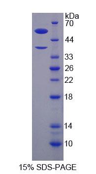H2A组蛋白家族成员Y(H2AFY)重组蛋白,Recombinant H2A Histone Family, Member Y (H2AFY)
