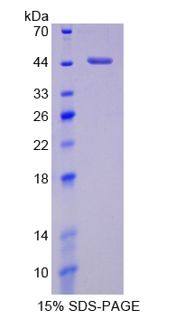 H2A組蛋白家族成員Z(H2AFZ)重組蛋白,Recombinant H2A Histone Family, Member Z (H2AFZ)