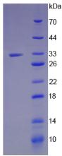 Jagged 1蛋白(JAG1)重组蛋白,Recombinant Jagged 1 (JAG1)