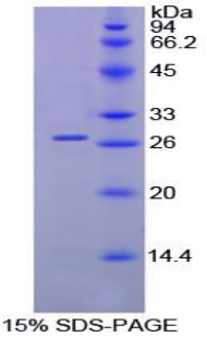 Malectin蛋白(MLEC)重组蛋白,Recombinant Malectin (MLEC)