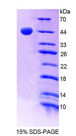 MAX基因关联蛋白A(MgA)重组蛋白,Recombinant MAX Gene Associated Protein (MgA)