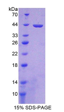 Misato同源物1(MSTO1)重组蛋白,Recombinant Misato Homolog 1 (MSTO1)