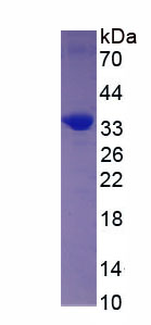 NADH脱氢酶1(ND1)重组蛋白,Recombinant NADH Dehydrogenase 1 (ND1)