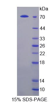 NFKB抑制因子(NKRF)重组蛋白,Recombinant NFKB Repressing Factor (NKRF)