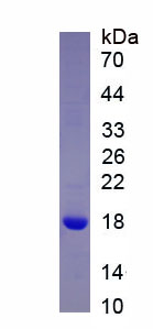 Nodal同源物(NODAL)重组蛋白,Recombinant Nodal Homolog (NODAL)