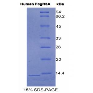 IgG-Fc片段低亲和力受体Ⅲa(FcgR3A)重组蛋白