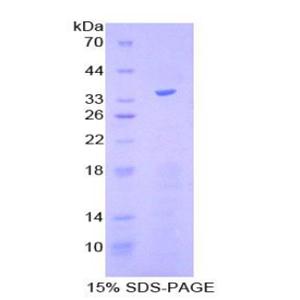 Kruppel样因子4(KLF4)重组蛋白