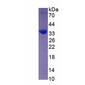 NADH脱氢酶1(ND1)重组蛋白,Recombinant NADH Dehydrogenase 1 (ND1)