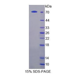 NFKB抑制因子(NKRF)重组蛋白,Recombinant NFKB Repressing Factor (NKRF)