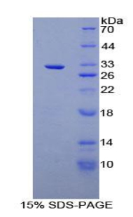 O-岩藻糖肽3-β-N-乙酰氨基葡萄糖转移酶(RFNG)重组蛋白,Recombinant O-Fucosylpeptide-3-Beta-N-Acetylglucosaminyltransferase (RFNG)