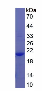 REV1同源物(REV1)重組蛋白,Recombinant REV1 Homolog (REV1)