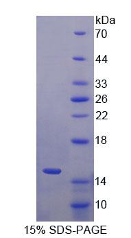 S100鈣結(jié)合蛋白A15(S100A15)重組蛋白,Recombinant S100 Calcium Binding Protein A15 (S100A15)