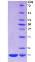 S100钙结合蛋白A7(S100A7)重组蛋白,Recombinant S100 Calcium Binding Protein A7 (S100A7)