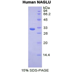 N-乙酰α-D-氨基葡萄糖苷酶(NAGLU)重组蛋白