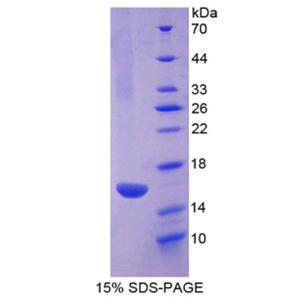 R-脊椎蛋白1(RSPO1)重组蛋白