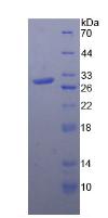 Toll样受体4(TLR4)重组蛋白,Recombinant Toll Like Receptor 4 (TLR4)