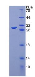 Toll样受体8(TLR8)重组蛋白,Recombinant Toll Like Receptor 8 (TLR8)