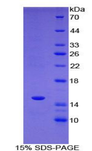 T-框蛋白3(TBX3)重组蛋白,Recombinant T-Box Protein 3 (TBX3)