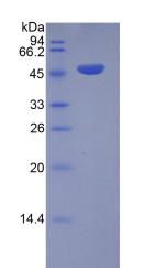 T-细胞可诱导共刺激分子(ICOS)重组蛋白,Recombinant Inducible T-Cell Co Stimulator (ICOS)