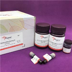 β-半乳糖苷酶染色试剂盒,β-Galactosidase Staining Kit