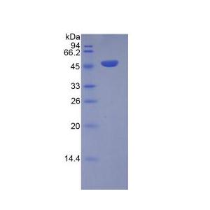 T-细胞可诱导共刺激分子(ICOS)重组蛋白,Recombinant Inducible T-Cell Co Stimulator (ICOS)