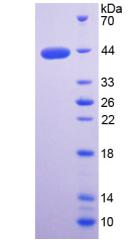 WAP四二硫化物核心域蛋白2(WFDC2)重組蛋白,Recombinant WAP Four Disulfide Core Domain Protein 2 (WFDC2)