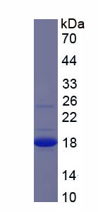 癌胚抗原相关细胞粘附分子3(CEACAM3)重组蛋白,Recombinant Carcinoembryonic Antigen Related Cell Adhesion Molecule 3 (CEACAM3)