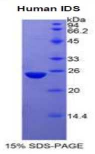 艾杜糖-2-硫酸酯酶(IDS)重组蛋白,Recombinant Iduronate-2-Sulfatase (IDS)