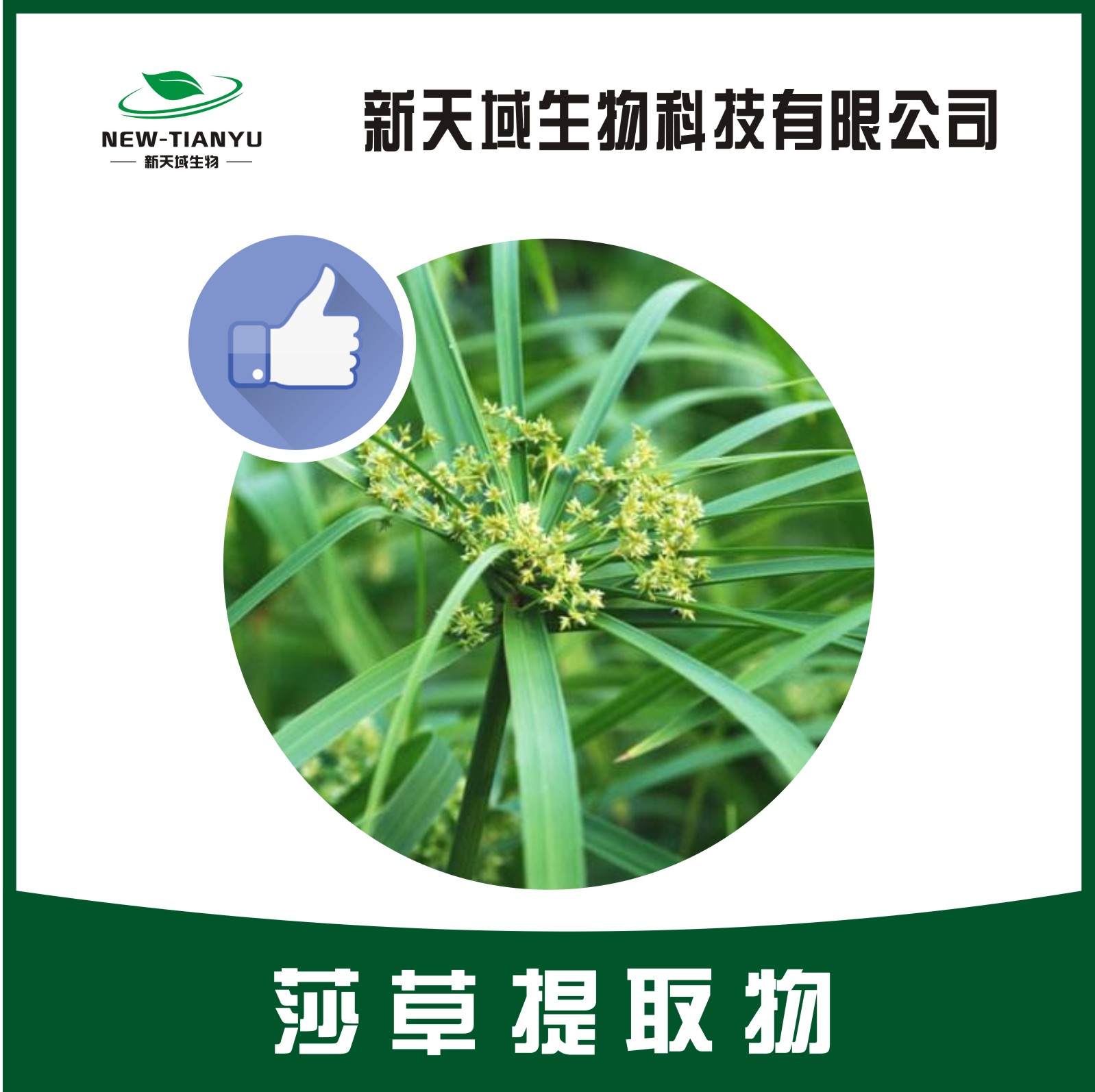 莎草提取物,Sedge extract