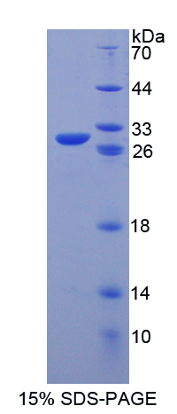 八聚體結(jié)合轉(zhuǎn)錄因子4(OCT4)重組蛋白,Recombinant Octamer Binding Transcription Factor 4 (OCT4)