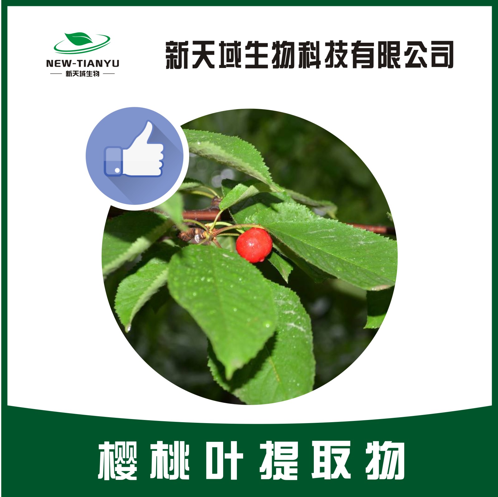 樱桃叶提取物,Cherry Leaf Extract