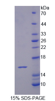 白介素16(IL16)重組蛋白,Recombinant Interleukin 16 (IL16)